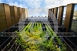 Outdoor green living wall, vertical garden on modern office building