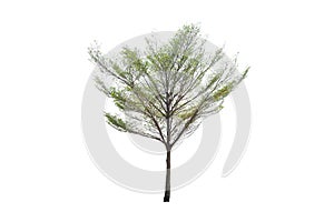 Outdoor of Green tree on isolated, an evergreen leaves plant di cut on white background with clipping path.