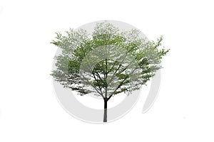 Outdoor of Green tree on isolated, an evergreen leaves plant di cut on white background with clipping path.