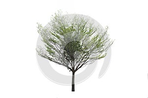 Outdoor of Green tree on isolated, an evergreen leaves plant di cut on white background with clipping path.