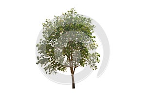 Outdoor of Green tree on isolated, an evergreen leaves plant di cut on white background with clipping path.