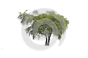 Outdoor of Green tree on isolated, an evergreen leaves plant di cut on white background with clipping path.