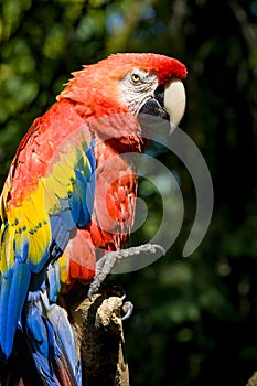 Outdoor head portrait of beautiful red ara (ara chloropterus)