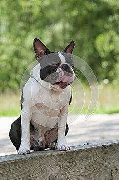 Outdoor head portrait of a Boston Terrier puppy, sat  on a bench, with cute facial expression