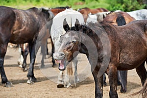 Outdoor head portrait of a cute foal yawning