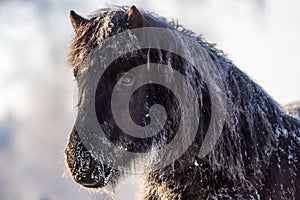 Outdoor head portrait of a tough and rugged Icelandic horse