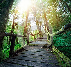 Outdoor hiking nature trail in deep green forest