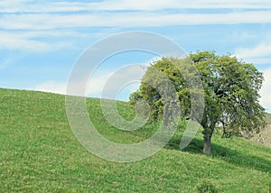 An outdoor lanscape of rolling green grass, an oaktree, and a blue sky with cloude.