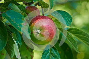 Outdoor, leaves and produce of apples in nature, food and fruit with growth in garden or farm. Vegan, vegetarian and