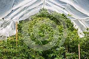 Outdoor legal marijuana grow. Plants underneath a home made plastic hoop house to protect the cannabis from too much rain.