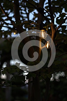 Outdoor light bulb hanging from a tree