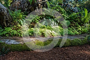 Outdoor Log Bench