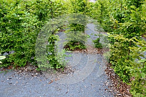 Outdoor maze for children. he planted hornbeams in a row in a hedge. the plants are mulched with wood chips. there is a gray grave