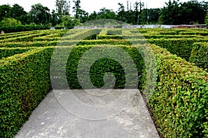 Outdoor maze for kids. planted hornbeams in a row in hedge. plants are mulched. there is a gray gravel road between lines. in wint