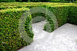 Outdoor maze for kids. planted hornbeams in a row in hedge. plants are mulched. there is a gray gravel road between lines. in wint