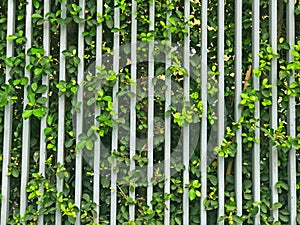 Outdoor Modern metal fence and leaf