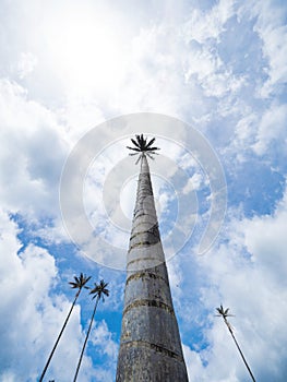 Outdoor nature landscape panorama of tall wax palm trees in Valle del Cocora Valley in Salento Quindio Colombia andes