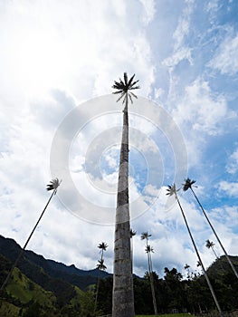 Outdoor nature landscape panorama of tall wax palm trees in Valle del Cocora Valley in Salento Quindio Colombia andes