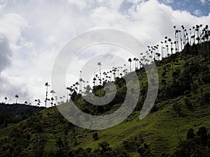 Outdoor nature landscape panorama of tall wax palm trees in Valle del Cocora Valley in Salento Quindio Colombia andes