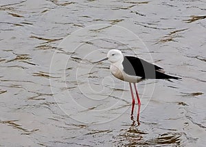 Outdoor Nature Macau Coloane Migratory Bird Watching Birds Macao Birdwatching Crane Catching Fish Black-winged Stilt Himantopus