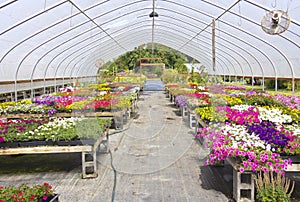 Outdoor nursery Willamette valley Oregon.