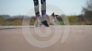 outdoor obedience pet animal training by young sport woman walking with small chihuahua dog running under her legs on