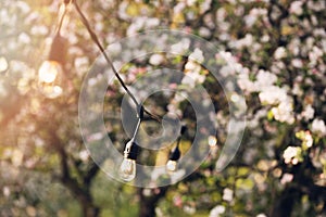 Outdoor party string lights hanging in backyard garden