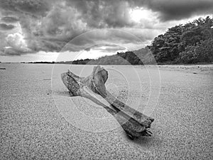 Black and white photography of coconut petiole washed up on the seashore. photo