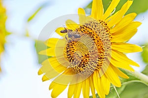 Outdoor photography of sunflower in the Republic of Mauritius,Africa