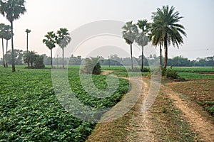 Outdoor picture of a fascinating, quiet, and beautiful village in West Bengal