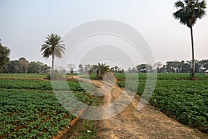 Outdoor picture of a fascinating, quiet, and beautiful village in West Bengal