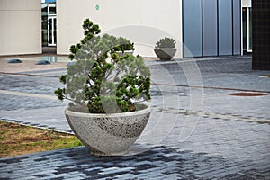 Outdoor pine in stone vase standing on tiled paved road