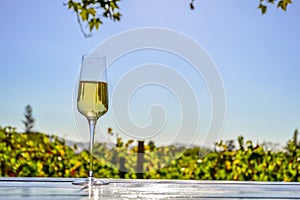 Outdoor Pinotage grape wine tasting in Stellenbosch vineyard cape town photo