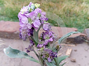 Outdoor pitcher | colection of cloure