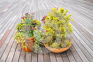 Outdoor plant in a traditional wooden floor .