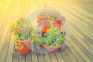 Outdoor plant in a traditional wooden floor . ( Filtered image p