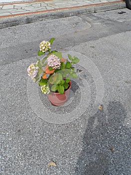 Outdoor plants are aired in the morning in a seaside town 5