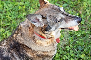 Outdoor portrait of aged dog with gray fur. Close up.