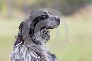 Outdoor portrait of a Black Belton English Setter dog on a green meadow