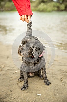 outdoor portrait of black dog spoodle or cavoodle