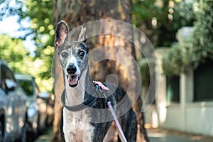 Outdoor portrait of a black and white Spanish greyhound dog wearing a collar