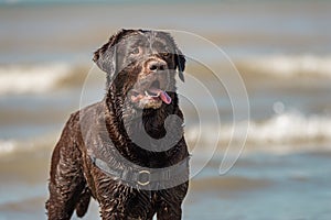 Outdoor portrait of chocolate labrador at Scheveningen beach, Holland