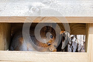 Outdoor portrait of cute curious red squirrel sitting in wooden feeder in forest background. Little fluffy wild animal