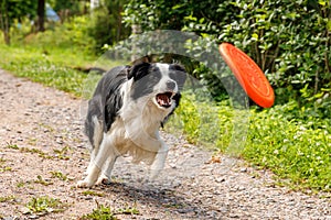 Outdoor portrait of cute funny puppy dog border collie catching frisbee in air. Dog playing with flying disk. Sports activity with