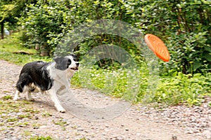 Outdoor portrait of cute funny puppy dog border collie catching frisbee in air. Dog playing with flying disk. Sports activity with