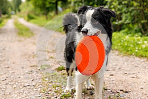 Outdoor portrait of cute funny puppy dog border collie catching frisbee in air. Dog playing with flying disk. Sports activity with