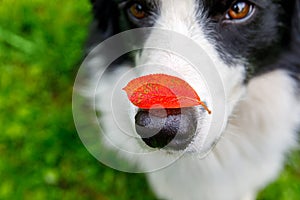 Outdoor portrait of cute funny puppy dog border collie with red fall leaf on nose sitting in autumn park. Dog sniffing autumn