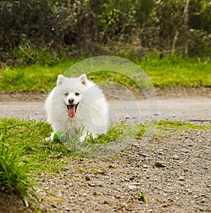 outdoor portrait of a cute happy smiling dog japanese spitz on natural background