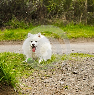 outdoor portrait of a cute happy smiling dog japanese spitz on natural background