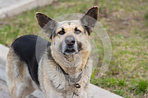 Outdoor portrait of cute sheep dog looking seriously